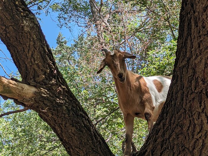Rescue Goats And Sheep Living Their Best Life (37 Pics)
