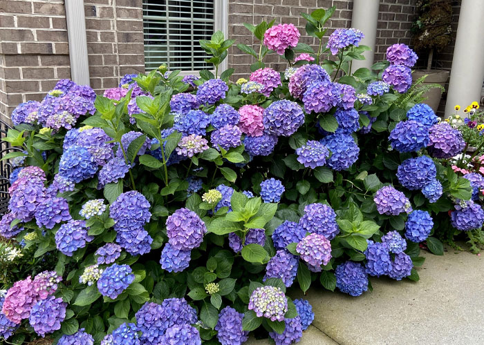 &ldquo;Bought The Property, Landscaping Included&rdquo;: Woman Shocked By Ex-Homeowner&rsquo;s Request 2 Years Later