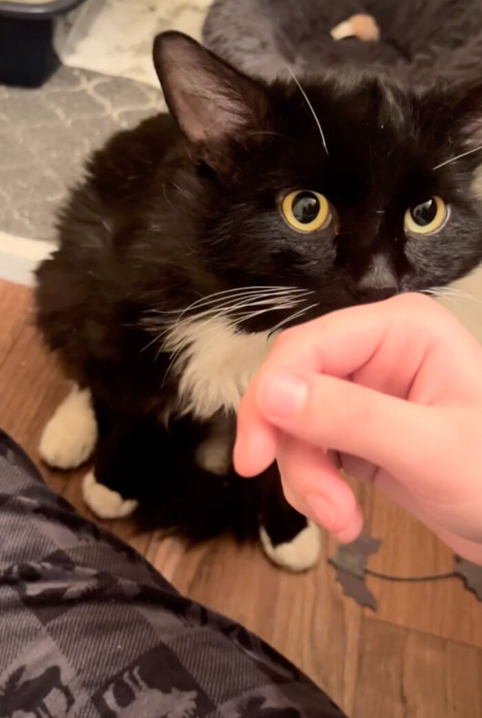 Determined Stray Comes To A Family On A Daily Basis Until They Adopt Him