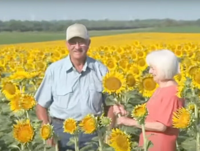 “It Made Me Feel Very Special”: Man Surprises Wife Of 50 Years With A Field Of 1.2M Sunflowers “It Made Me Feel Very Special”: Man Surprises Wife Of 50 Years With A Field Of 1.2M Sunflowers