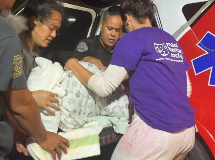 Hope Among Ashes As Maui Community Unites In Helping Wildlife Impacted By Fire