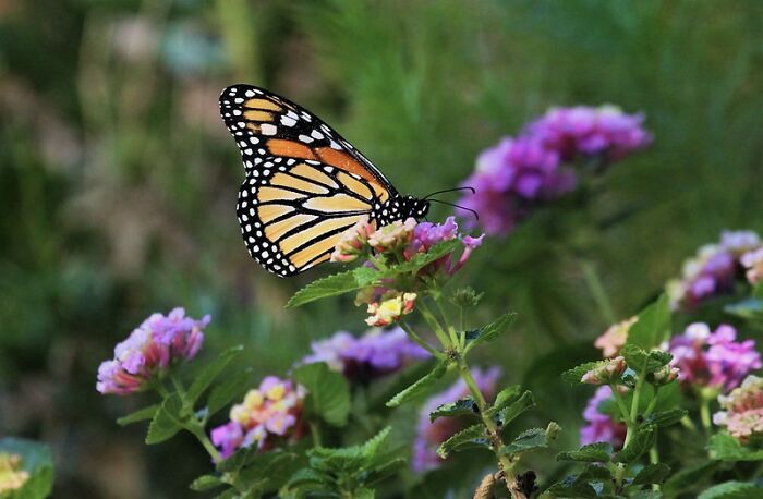 Monarch butterfly perched on pink and yellow flowers in a green garden, showcasing nature's quiet beauty and change.