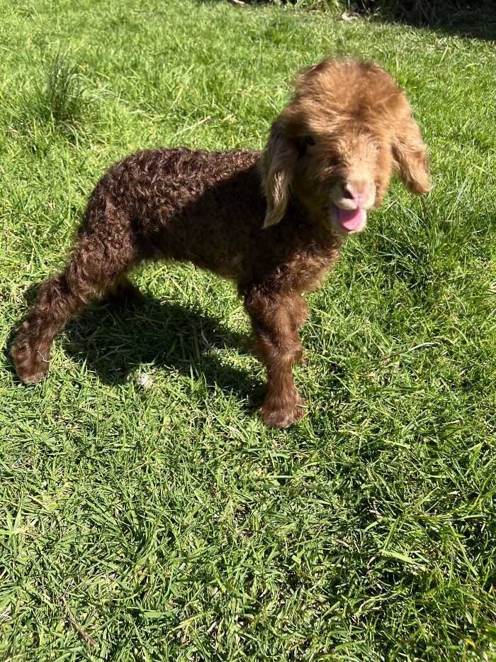 My Journey Of Hand-Rearing An Abandoned Lamb; Here Are The First Six Days