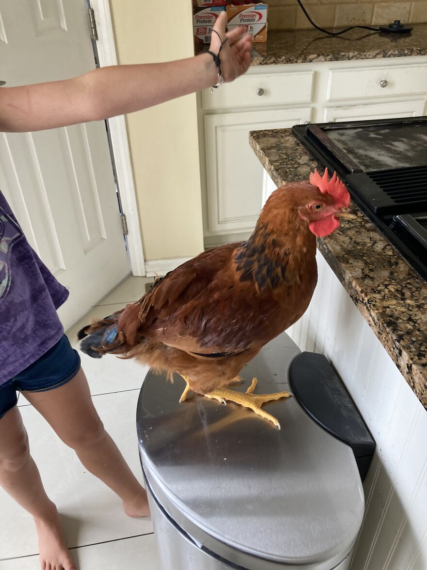 Crazy Chicken Poses Caught On Camera