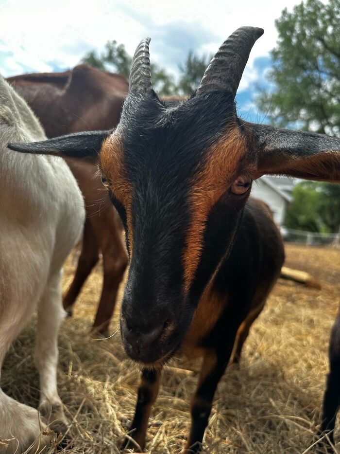 Rescue Goats And Sheep Living Their Best Life (37 Pics)
