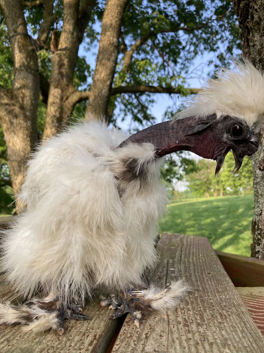 Crazy Chicken Poses Caught On Camera