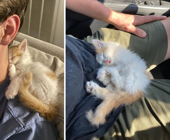 We Found This Boy Under A Dumpster In A Publix Parking Lot Yesterday