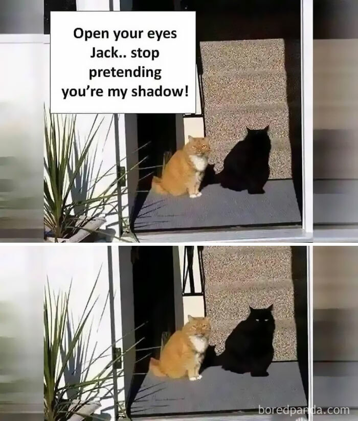 Funny-Kitty-Litterposting-Pictures