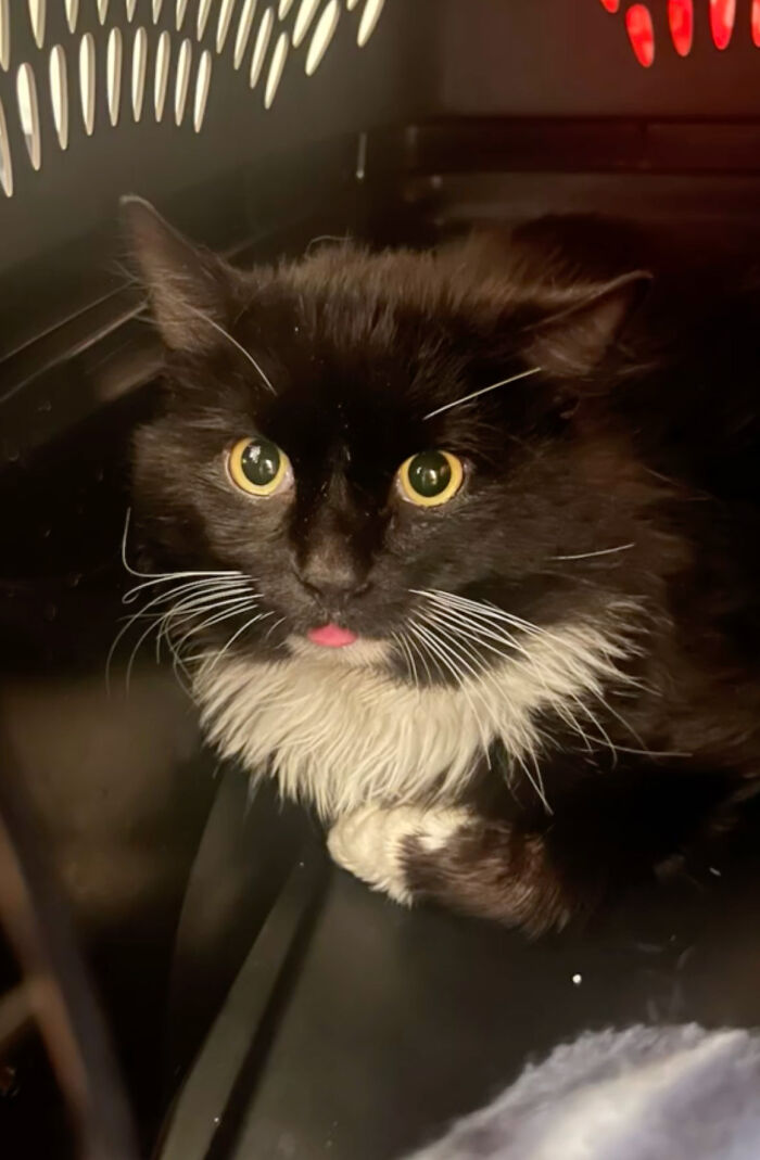 Determined Stray Comes To A Family On A Daily Basis Until They Adopt Him