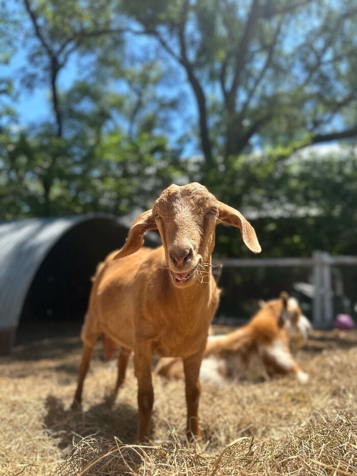 Rescue Goats And Sheep Living Their Best Life (37 Pics)