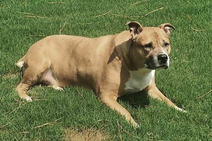 TikTok User Shared Emotional Last Day With Her Dog, Touched Almost 10 Million People Online