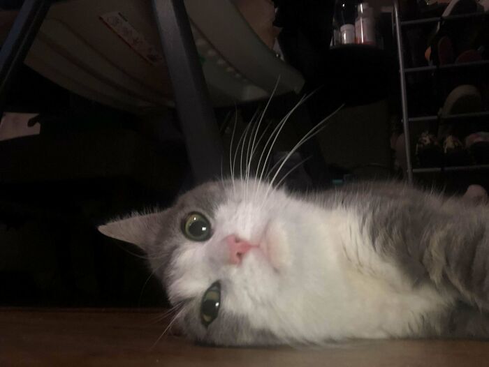 I Think We Have A Cat, She Is Been Living In The Neighborhood For A Long Time And Finally She Accepted To Come In, We Are Taking Her To The Vet Monday, We Asked Around But We Couldn’t Find An Owner