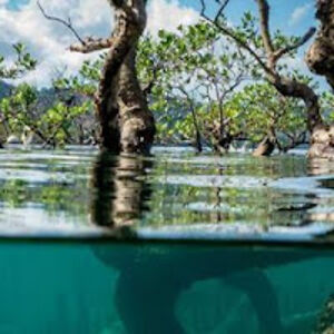 charlottelyon avatar