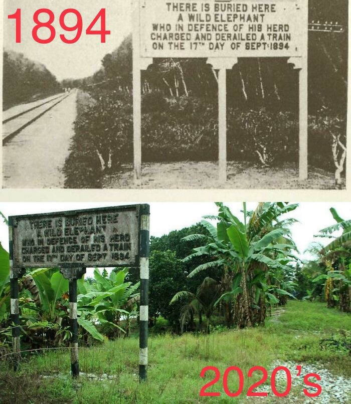 An Elephant Protecting Its Herd, Charges And Derails A Train (128 Years Ago Today)
