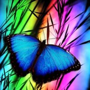 パル 青い蝶の