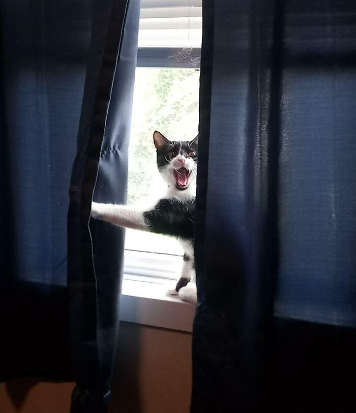 Millie avisándonos de que viene alguien