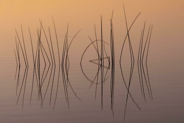 ITAP Of Some Reeds In Morning Light