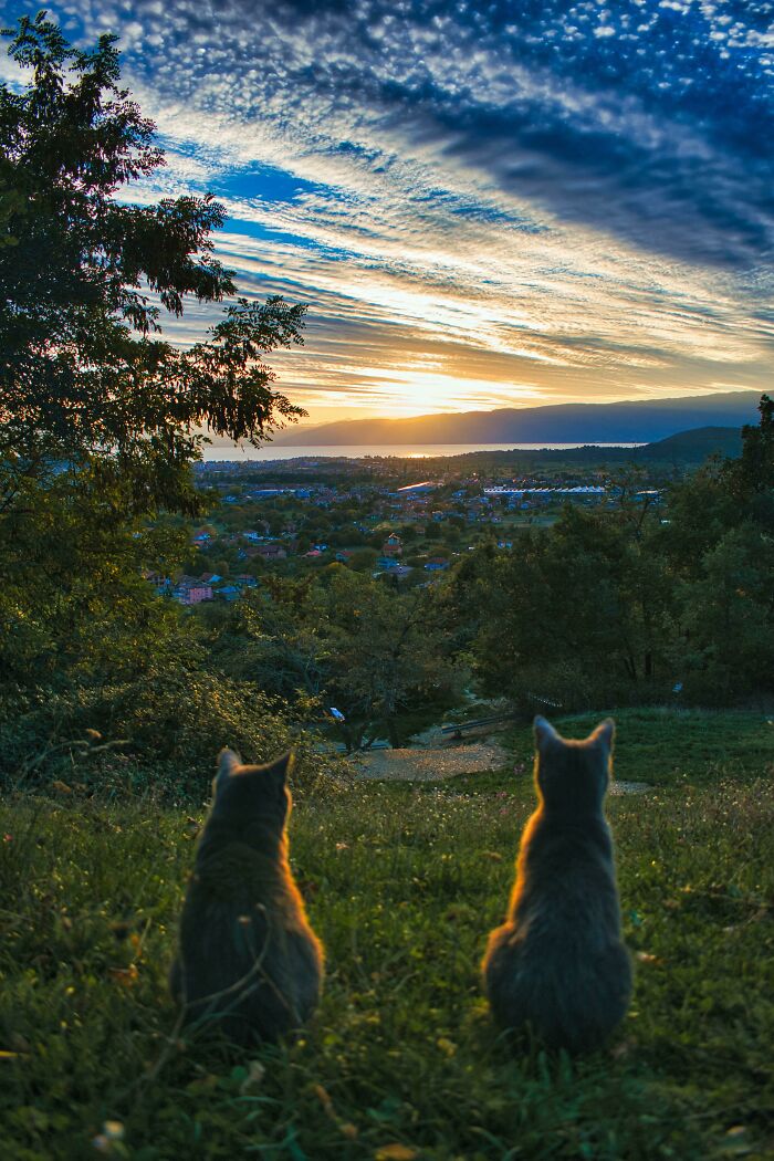 ITAP Of My Cats Watching A Sunset