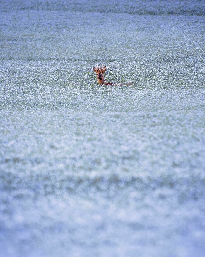 ITAP Of A Deer In A Field Of Flax
