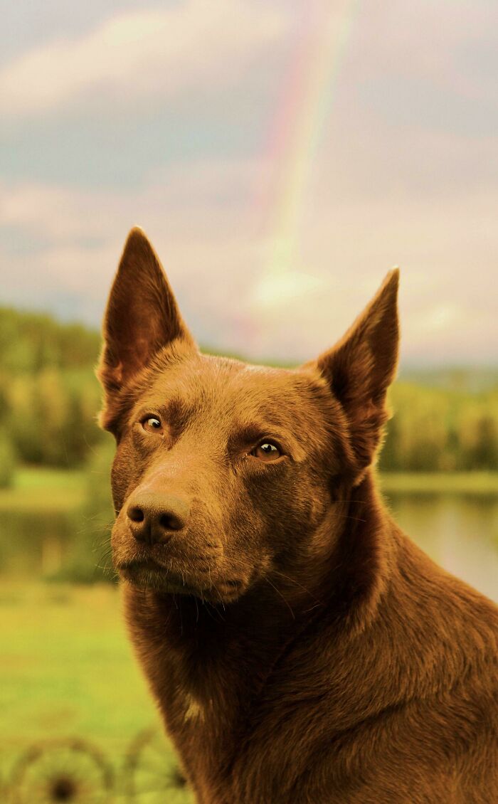ITAP Of My Girlfriends Dog And A Rainbow