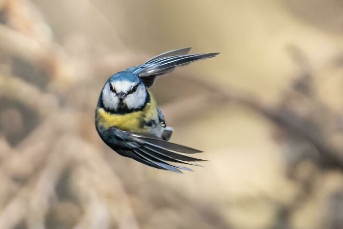 ITAP Of A Blue Tit In Flight