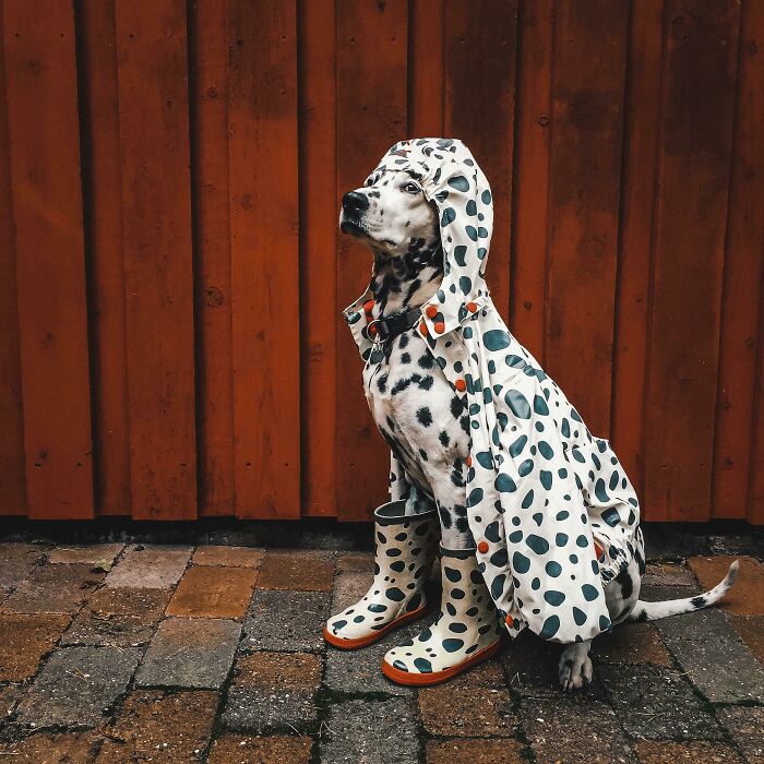 ITAP Of My Dog And Her Camo Suit