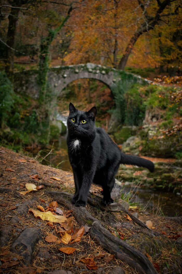 ITAP Of My Cat In Tollymore Forest