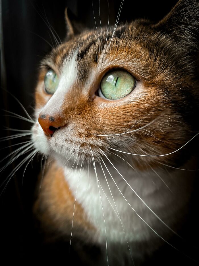 ITAP Of My Cat
