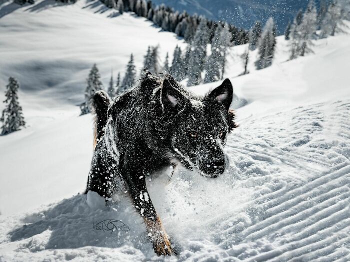 ITAP Of My Dog In The Snow