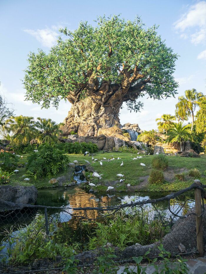 ITAP Of The Tree Of Life