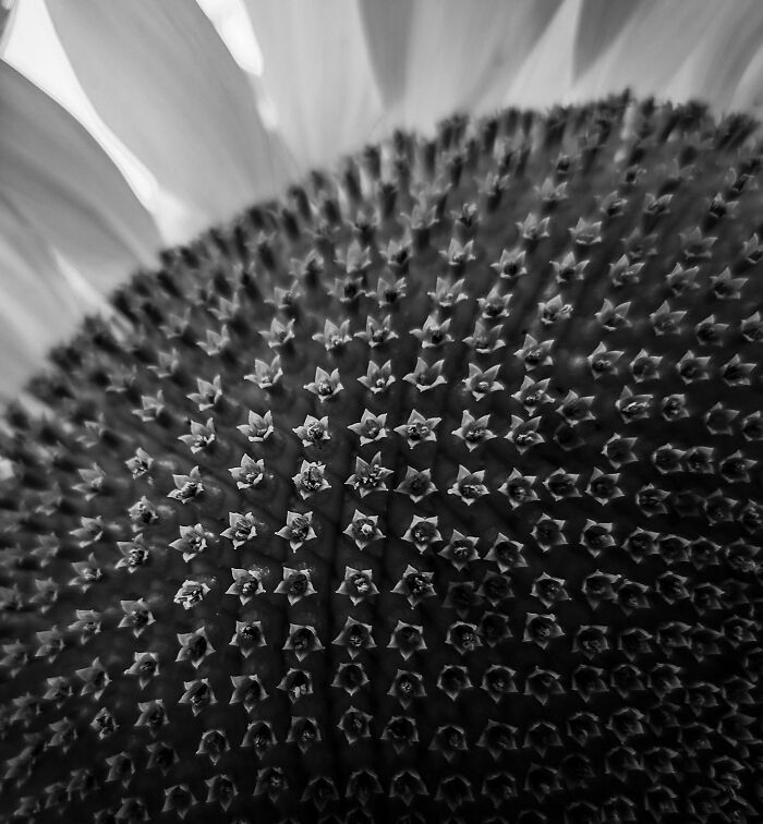 ITAP Of A Sunflower
