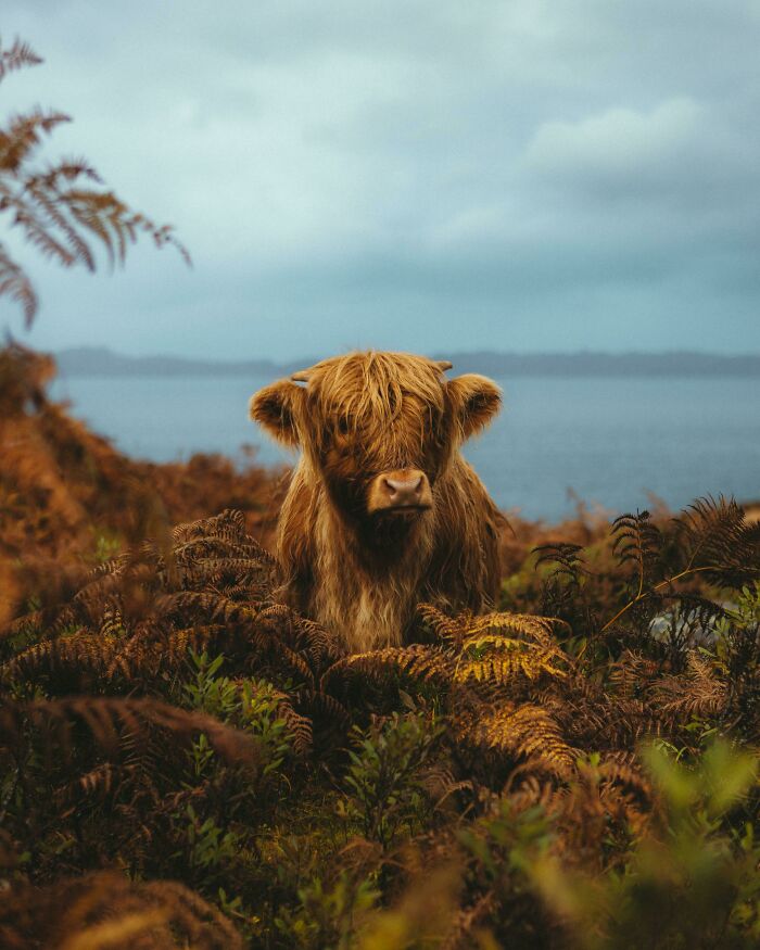 ITAP Of A Highland Calf