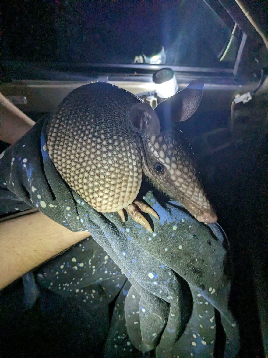 Update: We Removed The Armadillo