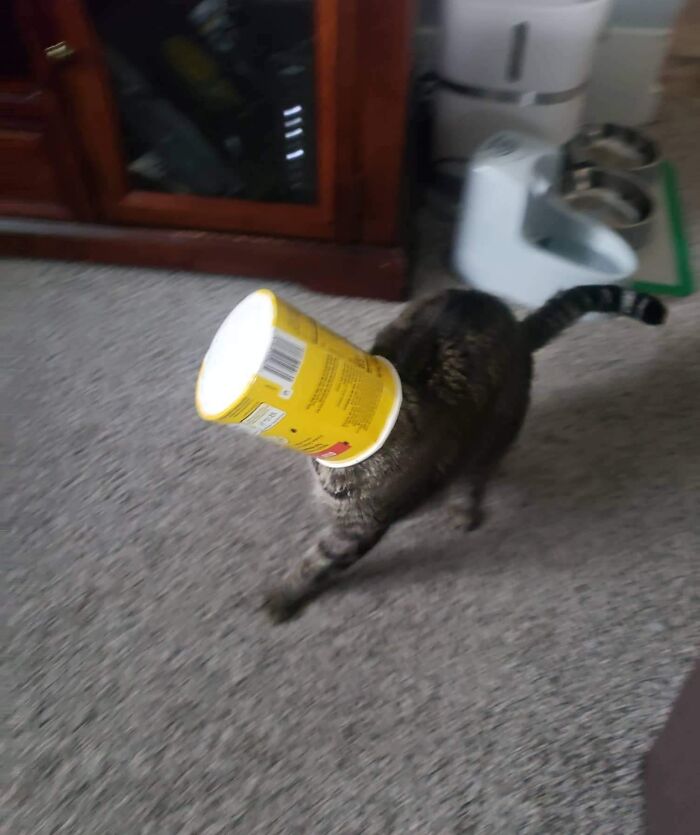My Cat Got His Head Stuck In An Ice Cream Tub