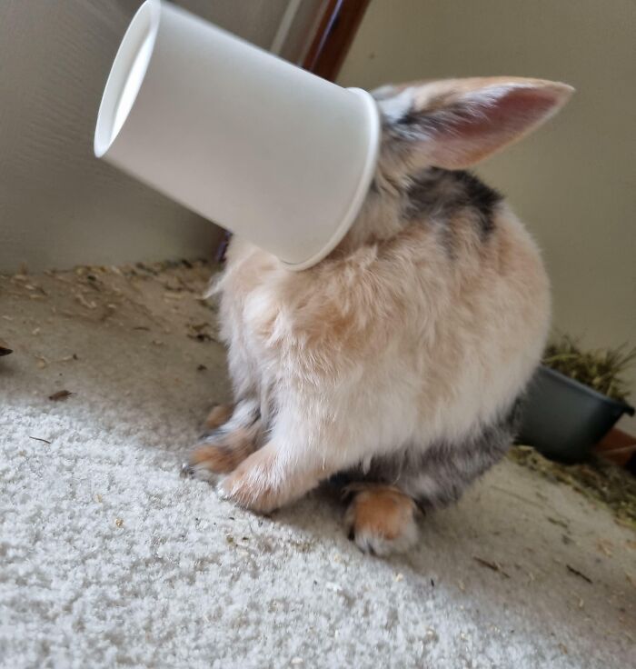 What's This? It's Your Daily Dose Of Hazel! - Day 26: Oh Crumbs I'm Stuck