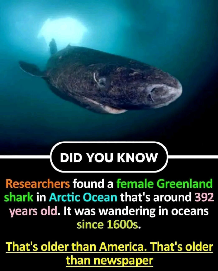 Did You Know?