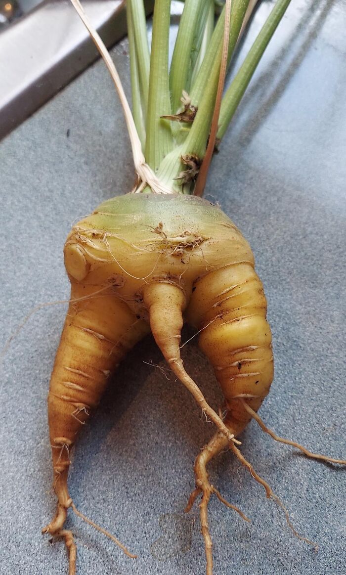 My Little Man Carrot