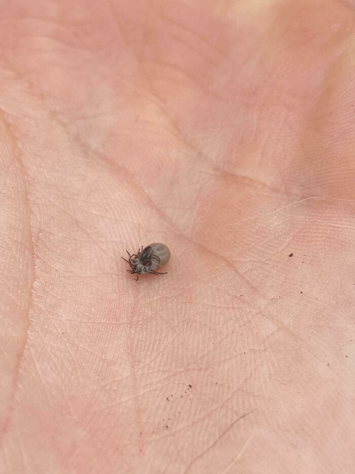 A Tick Biting Another Tick
