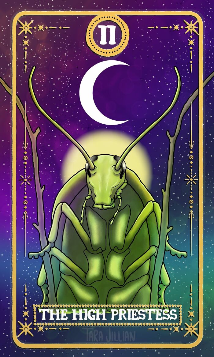 The High Priestess / Panchlora Cockroach