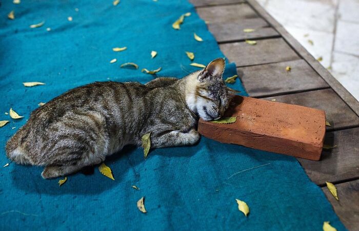 I Collected The Best Cat Photographs From This Street Photographers Account (47 Pics)