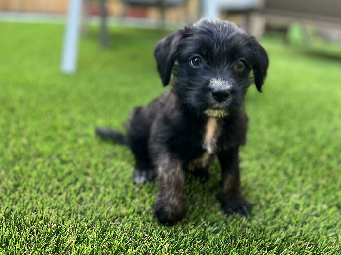 I’ve Wanted A Dog For So Long, But Could Never Find The Right Time. Yesterday, We Adopted The Sweetest Pup And I Couldn’t Be More Excited. Meet Ruthie!