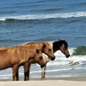 paintinhorses avatar