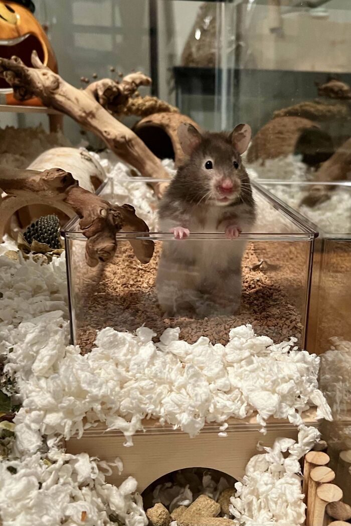 My New Ham, Molly, Living Lavishly In Her 75 Gallon Tank