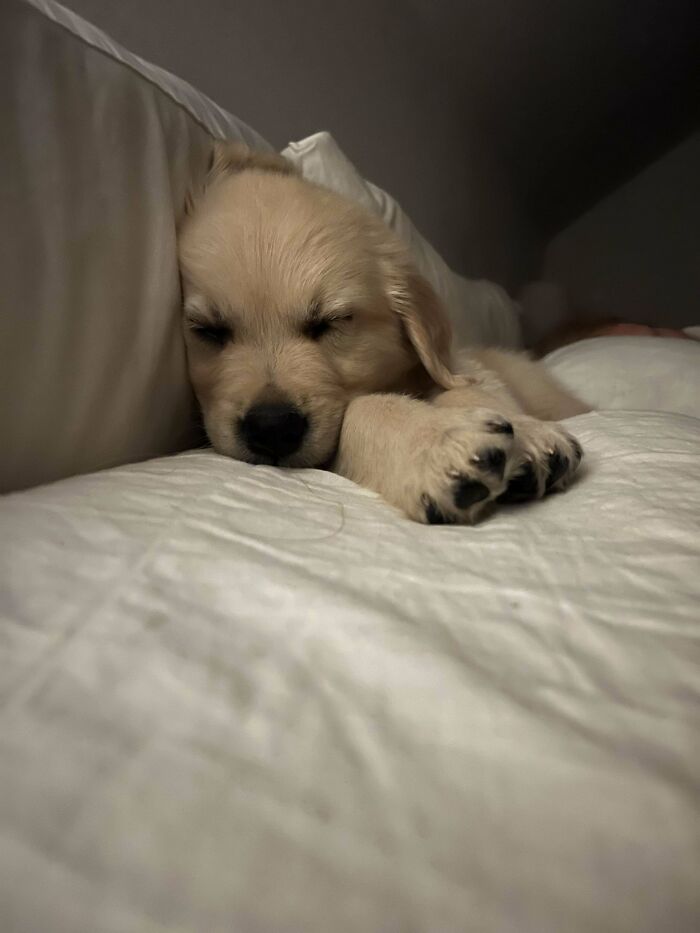 [oc] New Family Member-Bo