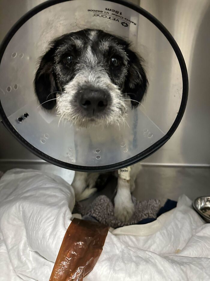 Adopted This Girl 20 Mins Before Her Euthanization!