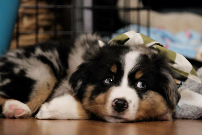 New Puppy Is Settling In Well :)