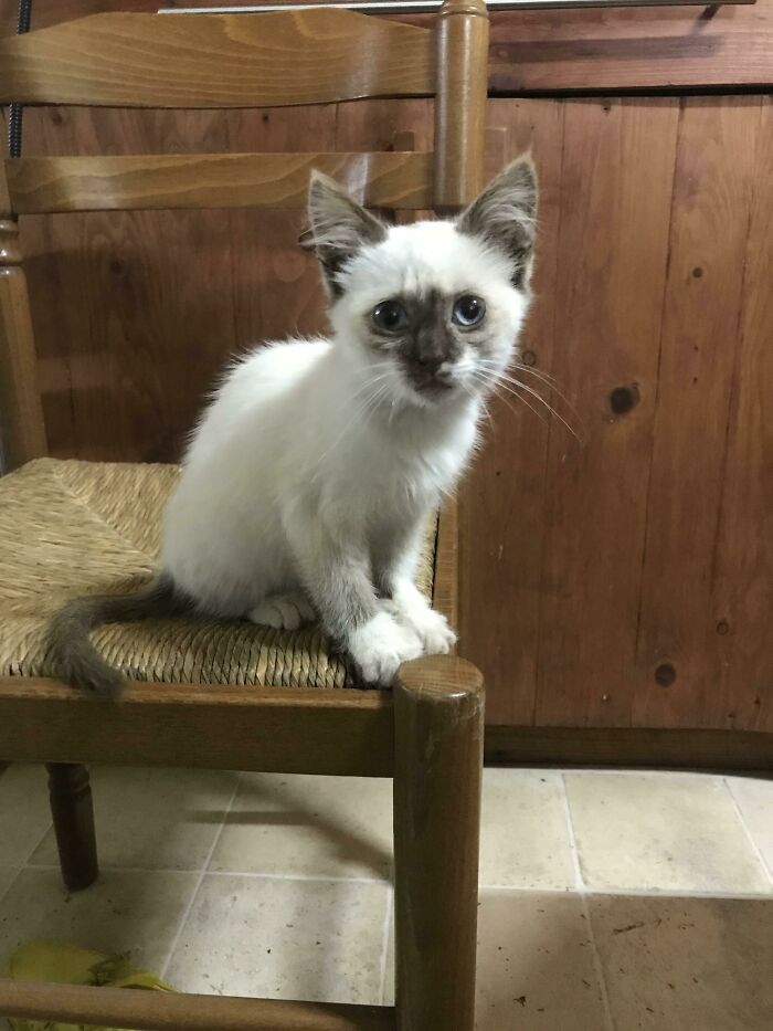 She Was Abandoned Next To My House... Guess I Have A Cat Now