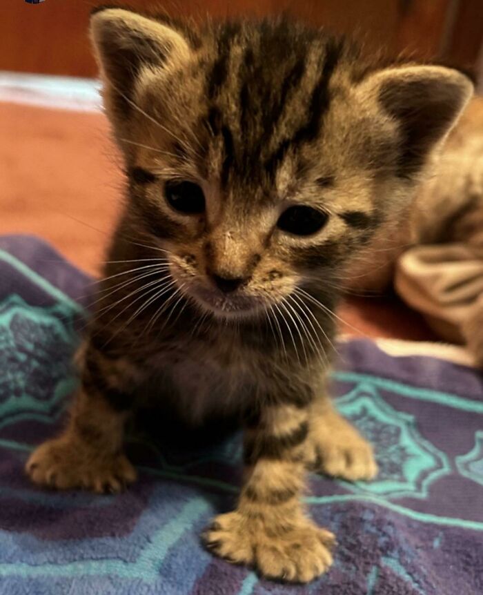 Just Adopted This Sweet Boy Look At All Those Toes