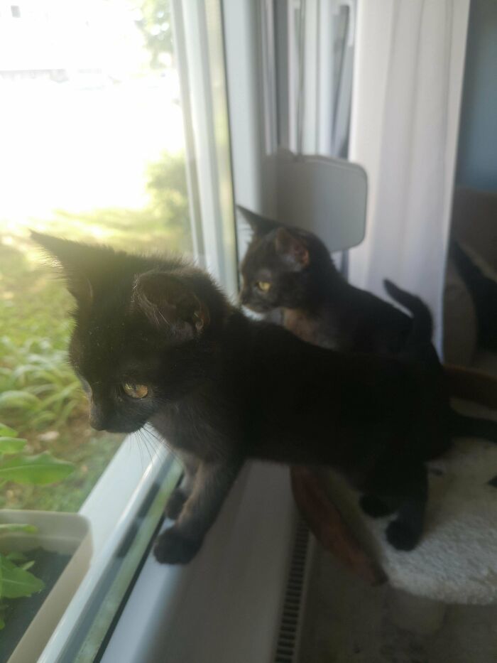 When To Adopt A Baby Boy Yesterday, But His Little Sister Would Be Left Alone So We Took Them Both 😍