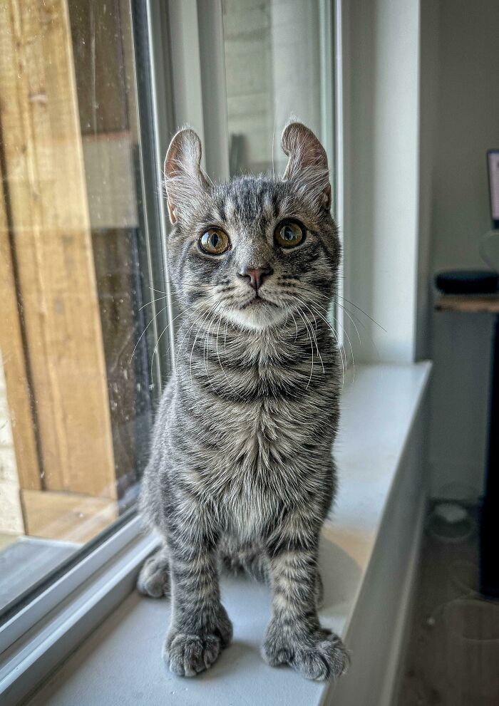 First Time Cat Owner - Happy To Introduce Leo!